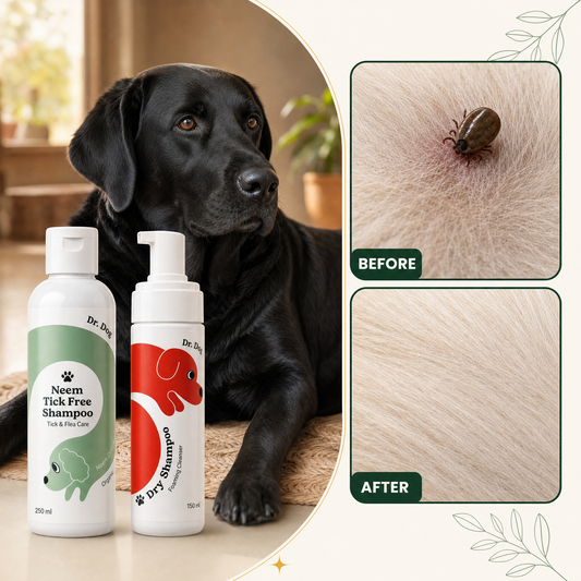 Before and after: tick embedded in dog fur, then clean fur, with Dr.Dog Monsoon Tick-Protect Duo