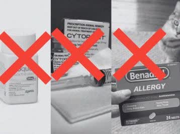 Failed dog treatments — pills, supplements, medicated shampoos